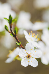 The Blooming White Flowers Displaying Their Springtime Beauty is Truly a Sight to Behold