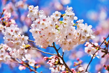 Obraz premium 春の暖かい日差し