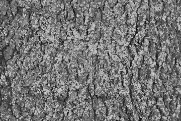 old tree bark, trunk, black and white photo