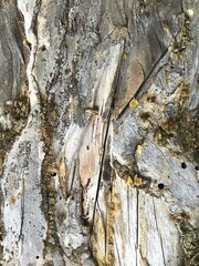 Texture of tree bark with traces of cracks and resin.