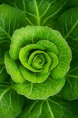 Obraz premium Top-Down Texture of Fresh Green Cabbage, The texture of green fresh cabbage from above