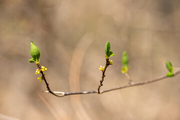 Spicebush branch in early spring southern Maryland woodland wetlands