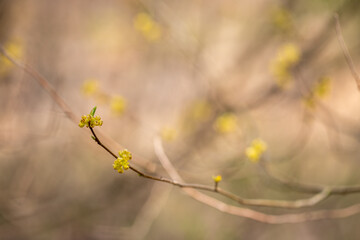 spicebush Linder a benzoin bush tree blossoms in early spring in southern Maryland woodland wetlands
