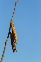 First signs of spring. Hazel, European filbert Corylus avellana opened flower buds and catkins on the eve of spring