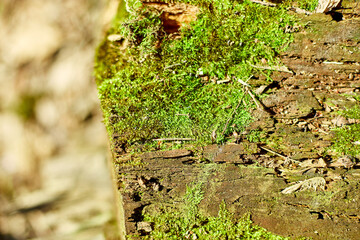 A vibrant growth of moss and lichen adorns an old tree trunk, soaking in sunlight amidst the rich greenery of a forest in late spring. Nature's textures and colors create a beautiful display.