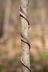 closeup of vine wrapped around a small tree in southern Maryland wetlands in Calvert county Maryland in early spring