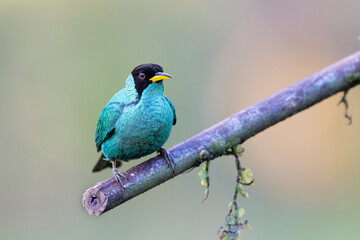 The green honeycreeper, Chlorophanes spiza, male