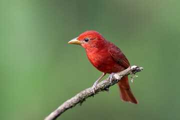 Piranga rubra, Summer Tanager, winters in Central and North South America