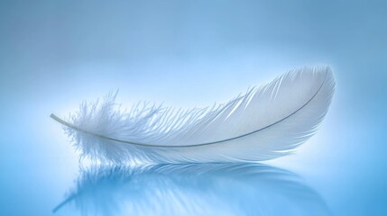 Obraz premium Delicate white feather on a reflective blue surface with soft lighting