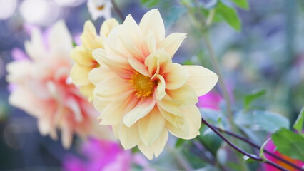 A vibrant flower blooming in the colors of spring
春の色彩に輝く鮮やかな花