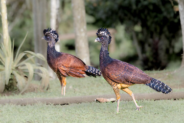 The great curassow, Crax rubra, large, pheasant-like bird, female