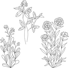 Vector graphic illustrations of blooming wild flowers such as clover, cornflower and buttercup