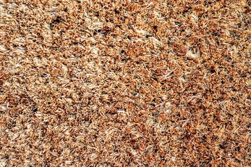 Close-up view of coir doormat surface showing natural fiber texture