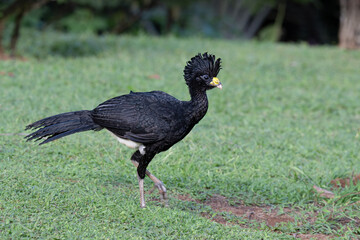 The great curassow, Crax rubra, large, pheasant-like bird, male