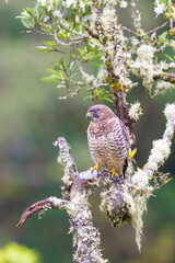 The broad-winged hawk, Buteo platypterus, medium-sized hawk of the genus Buteo