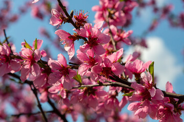 Peach tree, blurred background. Blooming tree in spring with pink flowers. The beauty of the spring garden, the concept of spring