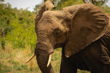 Elefant in freier Wildbahn im Krüger Nationalpark