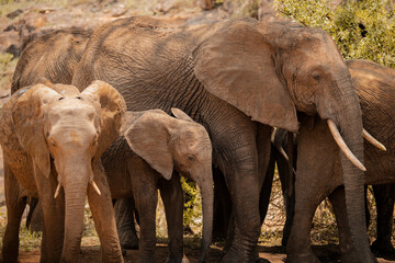 Elefantenfamilie in freier Wildbahn im Krüger Nationalpark
