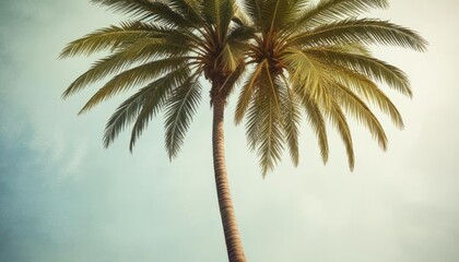 Fototapeta premium Watercolor illustration of palm tree in vintage style, tropical, white background, jungle, leaves