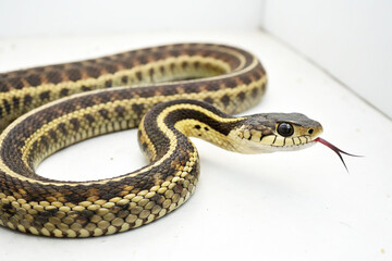 Fototapeta premium Natrix natrix snake on the white 