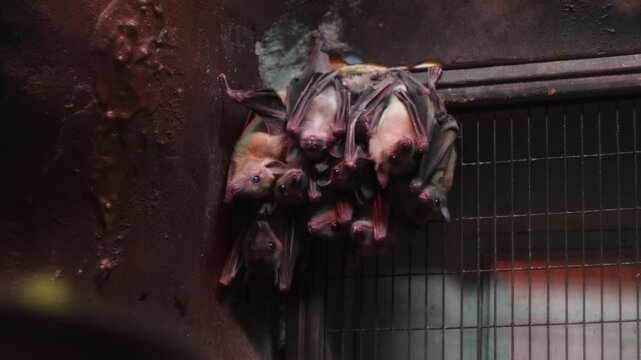 close up of many bats on ceiling upside down, creepy bats