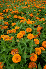 orange flower bed