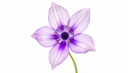 Obraz premium Elegant anemone flower in soft purple hues, beauty of nature