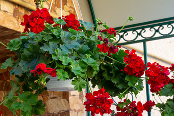 Vibrant red geranium flowers cascade from a hanging basket against a stone wall backdrop