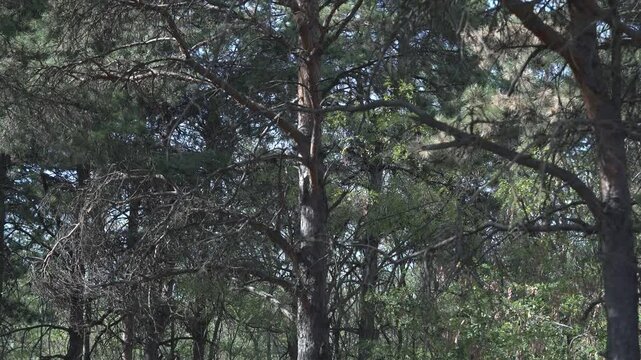 Aerial view of a car driving through the forest. Highway between trees. Coniferous forest. Lonely car.