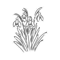 Snowdrops flower continuous line art drawing style. Snowdrop line sketch. Spring concept.