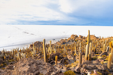 サボテンが彩る絶景 - ウユニ塩湖 インカワシ島

