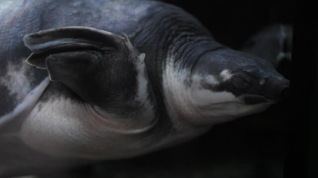 close up pig-nosed turtle in water swims in terrarium, two-clawed turtle