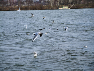 Möwen im Flug über der Donau
Möwen fliegen über die wellige Wasseroberfläche der Donau, während einige auf dem Wasser treiben. Im Hintergrund das Ufer mit Bäumen und einem Boot.