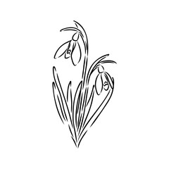 Snowdrops flower continuous line art drawing style. Snowdrop line sketch. Spring concept.