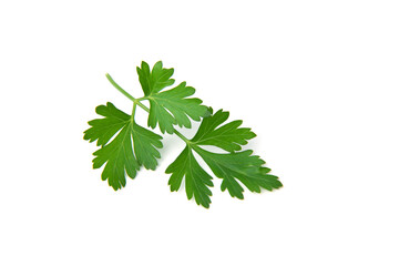 Fresh parsley leaves on white background
