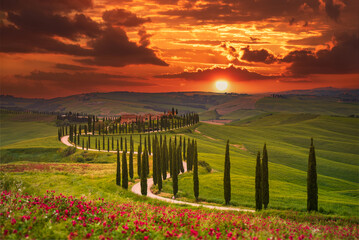 Tuscany, Italy. Sunset with typical Tuscan landscape, rows of cypress trees in spring season, sunset colored nature.