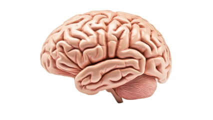 Human brain organ model Isolated on white background.