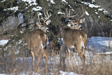 white-tailed deer