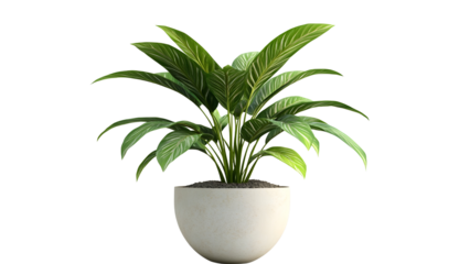 Green plant in a pot Isolated on a white background