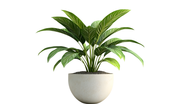 Green plant in a pot Isolated on a white background