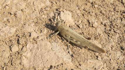 Italian locust in sand of desert Kyzyl Kum in Uzbekistan, Asia