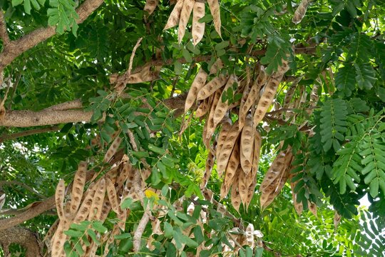 Albizia lebbeck (Indian siris) plant, brown fruit