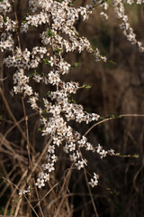 Blooming cherry tree in spring. Blooming branches of cherries. White cherry blossom. White flowers. Flowering tree
