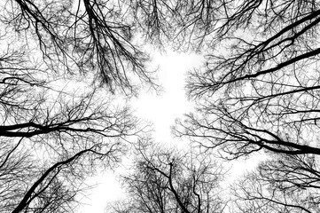 Tree branches isolated on white background. Dead tree without leaves. Black trees silhouettes on...