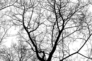 Tree branches isolated on white background. Dead tree without leaves. Black trees silhouettes on...