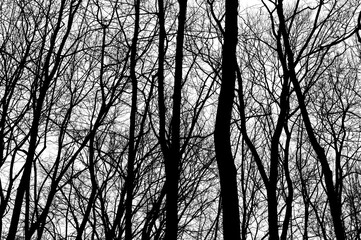 Tree branches isolated on white background. Dead tree without leaves. Black trees silhouettes on...