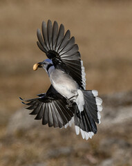 Blue Jay
