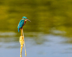 A Common Kingfisher