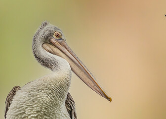 A Pelican