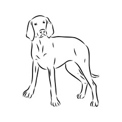 Porcelaine dog isolated on white background. Hand drawn dog breed vector sketch.